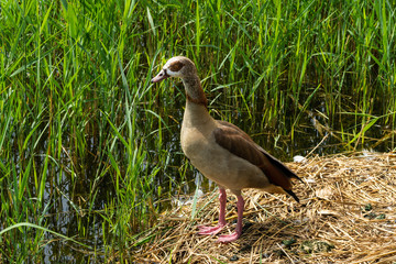Nilgans