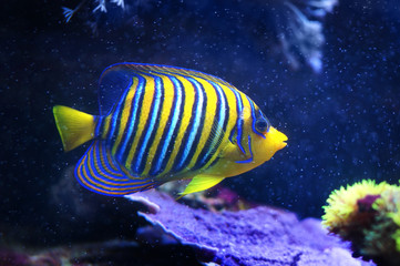 Fototapeta na wymiar Regal Angelfish, Pygoplites diacanthus, a saltwater angelfish from the Indo-Pacific and Red Sea