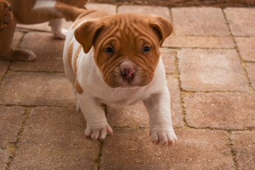 Pitbull Puppy with Wrinkles