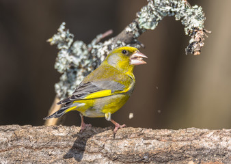 greenfinch
