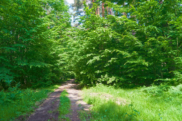 Forest road and young foliage in the trees