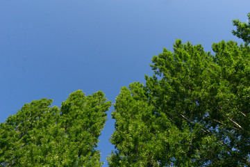 Obraz premium Green foliage on the branches of trees against the blue sky