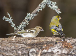 greenfinch, chaffinch