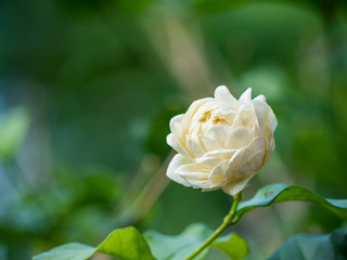 White flower in the morning
