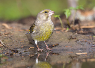 	greenfinch