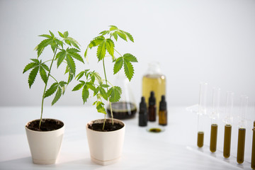 Glass tubes with CBD and potted marijuana plant. Health concept.