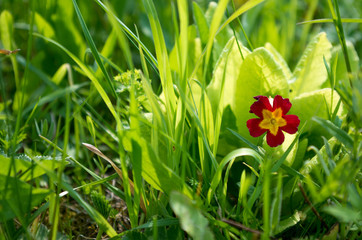 A small red-yellow flower with five petals