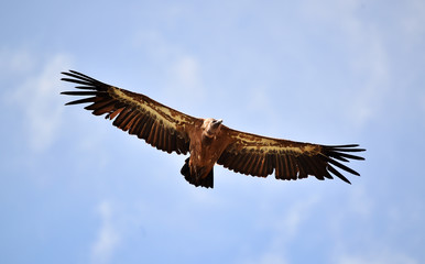 buitre leonado