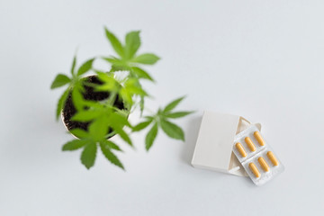 White table with Marijuana plant in pottery. Box with CBD pills on table.