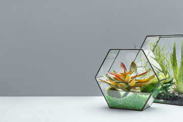 Fototapeta na wymiar Home mini succulent garden concept, copy space