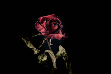 Roses withered on black ground.