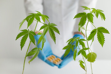 White table with Marijuana plant in pottery. Scientist holding box with CBD pills.