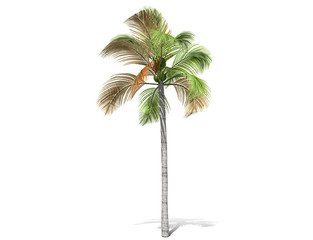 3D rendering - A tall palm tree isolated over a white background. Suitable for use in architectural design or Decoration work. Used with natural articles both on print and website, 3D illustration.