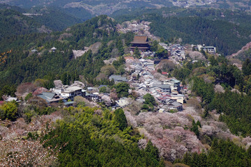 Fototapeta na wymiar Mount Yoshino covered by full blossom cherry