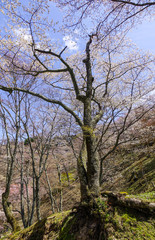 Cherry blossom at spring time in Kyoto, Japan