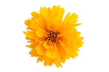yellow marigold isolated