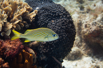 Fish on a coral reef, Cozumel, Mexico