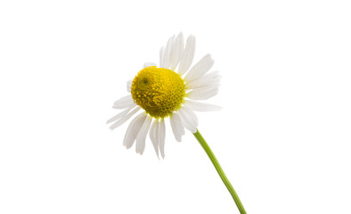 medicinal chamomile isolated