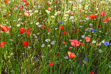 Völlig intakte Wiese mit vielen bunten Wildblumen