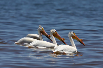 White Pelicans (Pelecanus erythrorhynchos) on the water.Nature scene from lake Michigan Wisconsin.