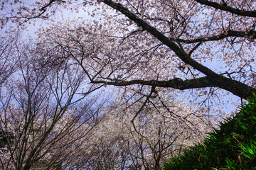 Cherry blossom at spring time in Kyoto, Japan