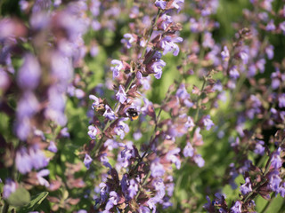 Blüten