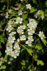 Fleurs d'Aub&eacute;pine