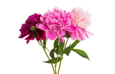 bouquet of peonies isolated