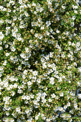 Wilde wei&szlig;e heckenrosen