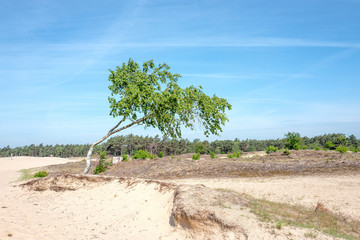 Fototapeta na wymiar Drifting sand in nature reserve Mosselse zand with a birch tree, Calluna, on the Veluwe in the Netherlands.