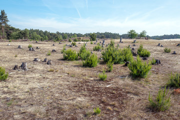 Drifting sand in nature reserve Mosselse zand with Pinus sylvestris on the Veluwe in the Netherlands.