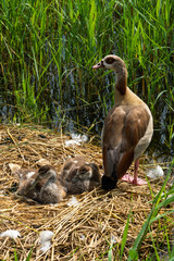 Nilgans mit Küken
