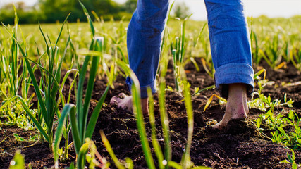 Barefoot farmer in blue jeans walks on the soil in a field among the pea beds, growing organic products for food. Agricultural business.