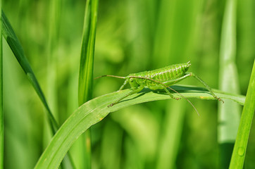Green grasshopper's in the grass.