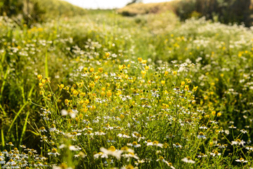 Fototapeta premium Campo di camomilla, fuoco selettivo