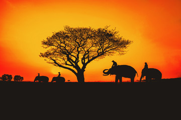 Fototapeta na wymiar Silhouette, Lifestyle of people and elephants.