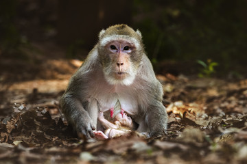 Breastfeeding Monkey