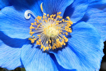Himalayan blue poppy