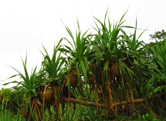Fototapeta premium Pineapple tree in a tropical island
