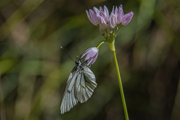 Black-weined White