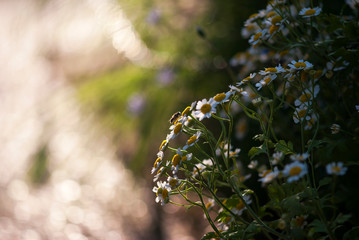 Chamomile Flowers
