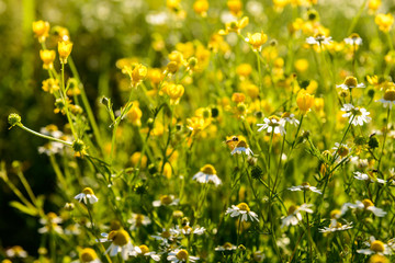 Obraz premium Piante di camomilla nel campo, fuoco selettivo