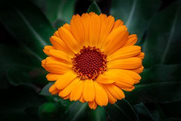 Orange Pot marigold or English marigold (Calendula officinalis) flower on leaf background. Beauty in nature.