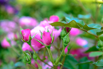 Bocciolo di rosa, fuoco selettivo, texture