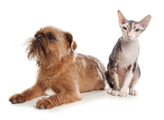 Fototapeta na wymiar Adorable cat looking into camera and dog together on white background. Friends forever