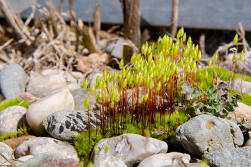 Pohlia moss (Pohlia nutans) among stones, selective focus
