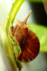 snail on a leaf