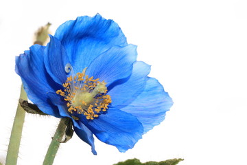 Himalayan blue poppy
