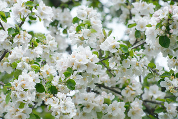 apple blossom tree in spring garden