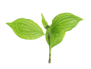 Fototapeta premium Branch with green leaves on white background